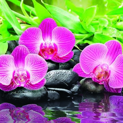 Фартук для кухни Орхидея розовая на камнях